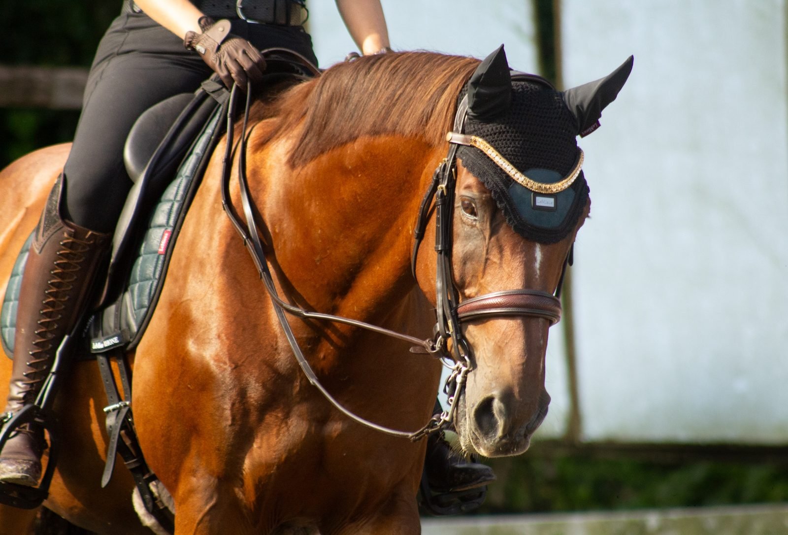 Bay horse in a fly bonnet