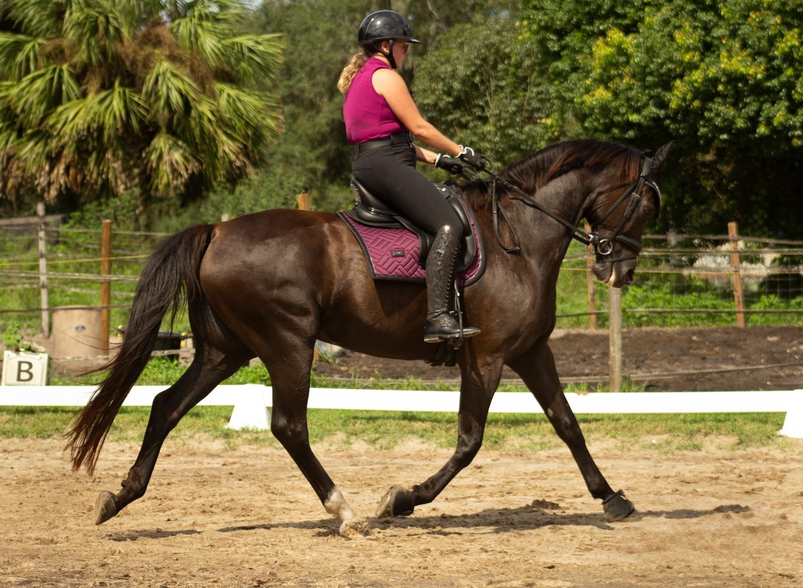 Dark bay horse trotting