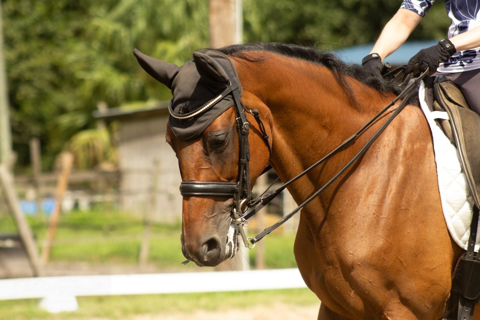 Bridle close-up detail